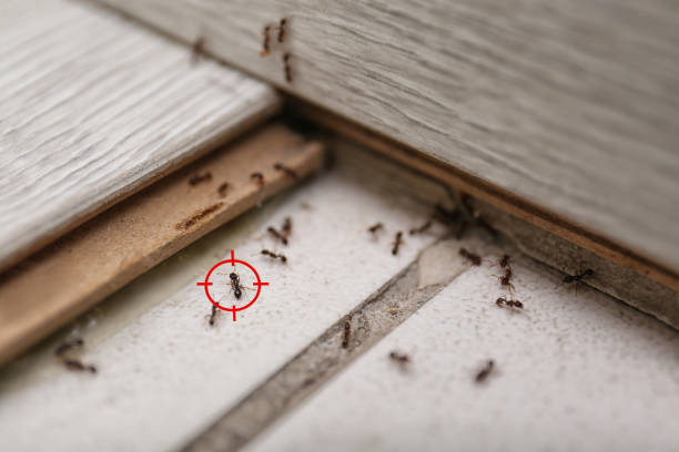 Best Wasp Removal Services  in Gleneagle, CO