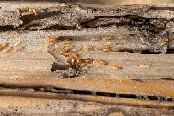 Best Wasp Removal Services  in Gleneagle, CO